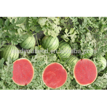 W26 Xiaoyu red small size seedless watermelon seeds for planting